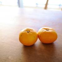 みかんの季節、はじまる。